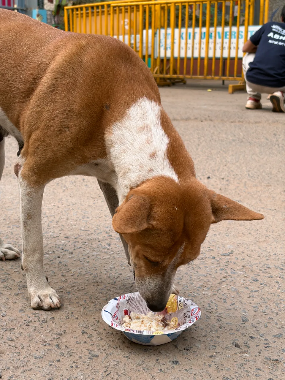 Animal Feeding Drive 